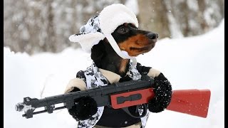 Huntin Dog Part 2  WABBIT SEASON  Crusoe Dachshund [upl. by Swetiana932]