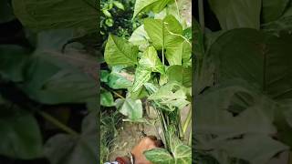 আজ রাস্তায় সিঙ্গোনিয়াম পেলাম gardenplants gardening garden gardentrees [upl. by Meedan61]