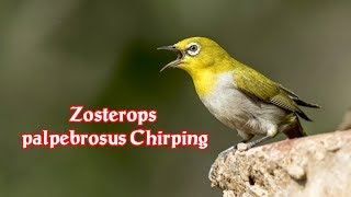 Zosterops Singing  Zosterops palpebrosus Chirping  The Sound of Birds Natural Sounds [upl. by Iretak]