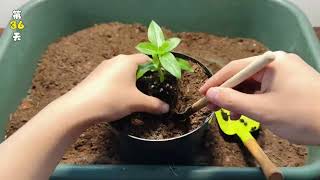 A pot of Vinca Rosea grown from seeds in half a year Madagascar Periwinkle Plant [upl. by Leterg]