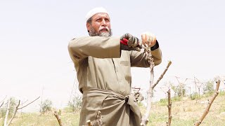 Supporting farmers in waterscarce Jordan through ILO’s labourintensive approach [upl. by Dobbins566]