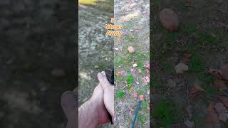 9mm CCI Shotshell vs potato 🥔… [upl. by Nodnal]