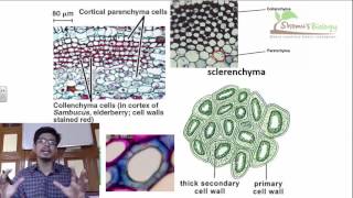 Plant anatomy lecture  plant anatomy class 11 CBSE class 11 biology [upl. by Kassity]