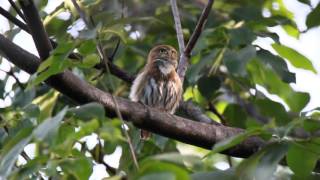 Glaucidium brasilianum  Ferruginous PygmyOwl  Mochuelo Común Cuatro Ojos Majafierro [upl. by Gladwin783]