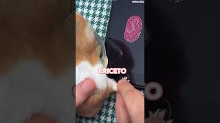 il criceto col suo nuovo Iphone🐹 criceto shorts [upl. by Kryska399]