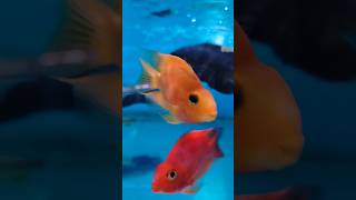 Red Perot fish cichlids aquarium fish perot youtube ytshorts [upl. by Atiras238]