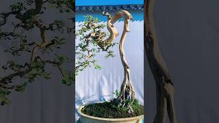 Beautiful Bonsai Works🌳🌲💥510shorts shortsvideo beautifulbonsai art khuebonsai🥰❤️ [upl. by Tench]