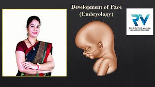 Development of Face Embryology by Dr Rajitha Vanga [upl. by Haimerej322]