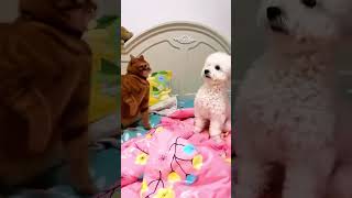 The cat punches the dog in the headcat funnyanimals funnycats kitten funnypets [upl. by Goeselt]