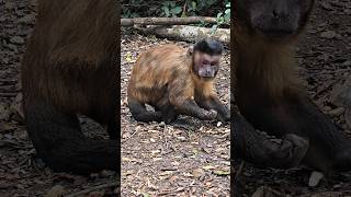 Capuchin Monkey Collects Food in Wild  Amazing Animal Behavior shortfeed shortvideo capuchins [upl. by Aihsekel]