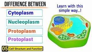 Difference among Cytoplasm Protoplasm Nucleoplasm and Protoplast  J Biology [upl. by Lavinie70]