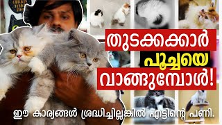 പൂച്ചയെ വാങ്ങുമ്പോൾ ശ്രദ്ധിക്കേണ്ട കാര്യങ്ങൾ  Persian Cat Video Malayalam [upl. by Ayadahs]