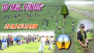 plantacion de 10mil pinos en las orillas de jaracuaro siguen las buenas acciones [upl. by Ardnuhsal]