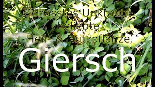 Giersch  Das vielseitige UnKraut [upl. by Miki]