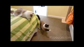 Ragdoll Cats Play With Neko Flies Small Kittenator [upl. by Ferrell316]