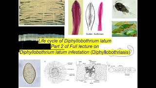 The life cycle of Diphyllobothrium latum [upl. by Morly]