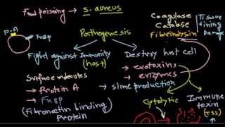 Staphylococcus pathogenesis [upl. by Qifahs]