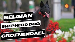 Belgian Shepherd Dog Groenendael [upl. by Erdnaet670]