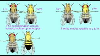 GENETICS 2 MAPPING GENES IN DROSOPHILA 2 [upl. by Obeded256]