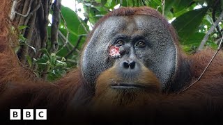 Orangutan seen “selfmedicating” in world first  BBC Global [upl. by Aizat]