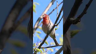 House Finch Singing  Backyard Bird Calls [upl. by Teena]