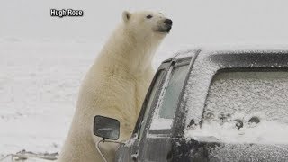 Polar bears descend on Alaskan village causing tourist boom Part 1 [upl. by Lurleen574]