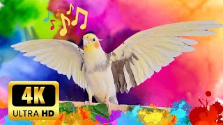 Cockatiel singing amp whistle training  Treinamento de canto e apito de calopsita [upl. by Nylloh]