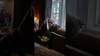 Weimaraner Ash For Trump countrymusic newsong newmusic [upl. by Tnayrb682]