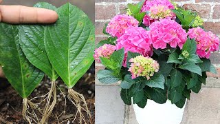 How to grow hydrangea with leaves I With 100 success [upl. by Abernathy308]