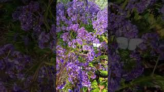 Beautiful Limonium perezii commonly known as Sea Lavender or Statice purpleflowers prettyflowers [upl. by Esmaria]