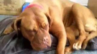 Sleep Running amp Hard Snoring Dog de Bordeaux Tara HILARIOUS [upl. by Matilda]