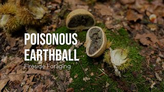 Poisonous Earthball How to Identify this Poisonous Fungi  Scleroderma Citrinum and Similar [upl. by Ellerrad]