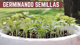 Como Germinar PAPAYA TOMATES BERENJENAS MORRONES CHAUCHAS Y más cultivos de tu HUERTA [upl. by Dupuis]