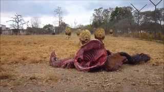 Antelope Park  Zimbabwe  Lion Feeding [upl. by Atnoek]