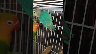 Colour lovebirdbirds albinolovebirds lovebird parrot albinodecino parblueino cute parbluein [upl. by Winson]