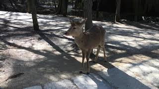 Cute crying fawn in Nara Park [upl. by Arytas]