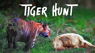 Tiger hunt in Bandhavgarh Tiger Reserve  4K Video Hindi  हिन्दी [upl. by Anawk296]