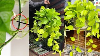 How to Prune Pothos So They Grow More  Pothos Pruning Tips [upl. by Daveda]