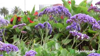 Limonium perezii Sea Lavender at Plantmark Wholesale Nurseries [upl. by Ivatts993]