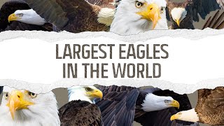 Top 10 Largest Eagles in the World [upl. by Ainatnas559]