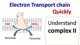 Succinate dehydrogenase complex 2 of ETC [upl. by Brew]