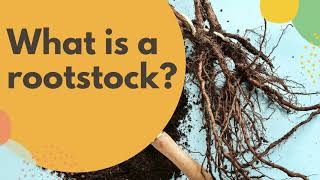 What is a rootstock [upl. by Erdne]