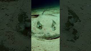 ray flies away maldives stingray rasdhoo kuramathi diving [upl. by Dnilazor]