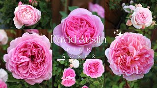 David Austin Pink Roses  Alnwick  Olivia  Abraham Darby  Boscobel  Princess Alexandra of Kent [upl. by Salzhauer]