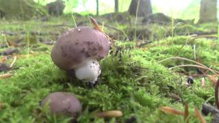 Russula Cyanoxantha en mayo de 2014 gibelurdiña seta carbonera urretxa [upl. by Noskcaj]