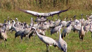 AGAMON HULA PARK [upl. by Fisoi]