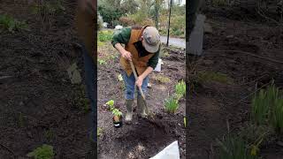 How to plant a GLOBEFLOWER Trollius “Golden Queen” pergolanurseriesgardencorner [upl. by Pul135]