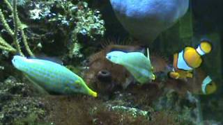 Harlequin Filefish Spawning [upl. by Adnuahsor]