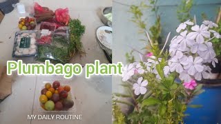 Naya Mehmaan Aya Fir  Plumbago Plant 🪻 Colourful tomato 🍅 Blinkit Se  dailyvlog familyvlog [upl. by Brianne648]