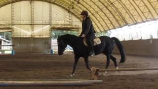 Prelim 12 Dressage Test EDressage October 2016 [upl. by Ninel]